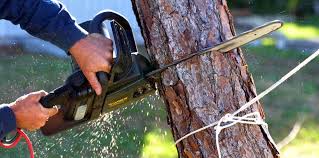 Aberdeen, WA Tree Care Company