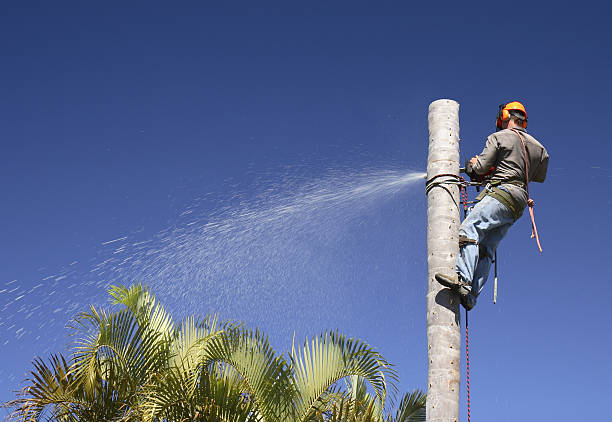 How Our Tree Care Process Works  in  Aberdeen, WA