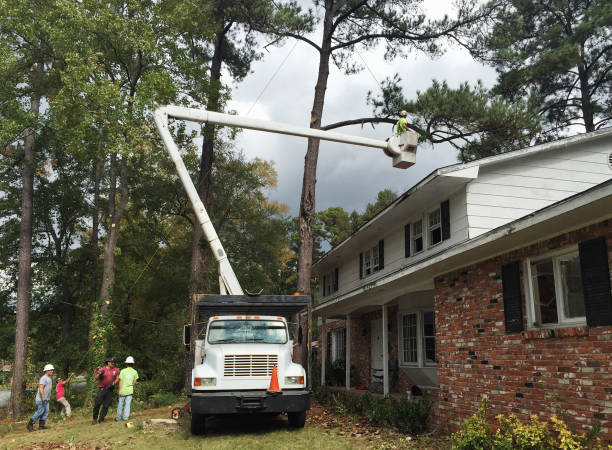 Best Tree Preservation Services  in Aberdeen, WA