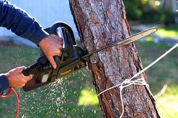Best Firewood Processing and Delivery  in Aberdeen, WA