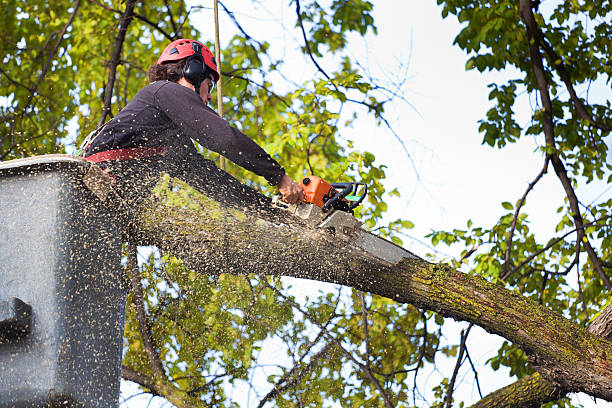 Best Pest Control for Lawns  in Aberdeen, WA