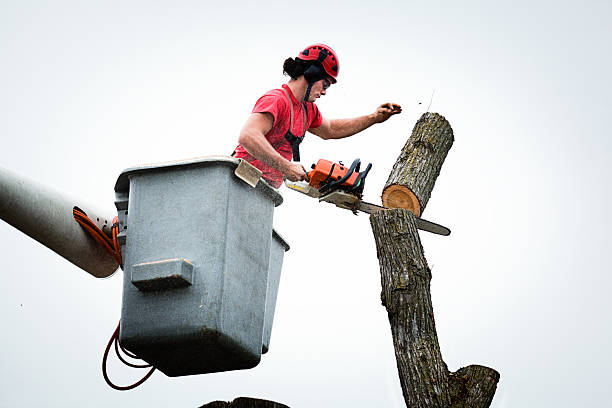 Best Tree and Shrub Care  in Aberdeen, WA