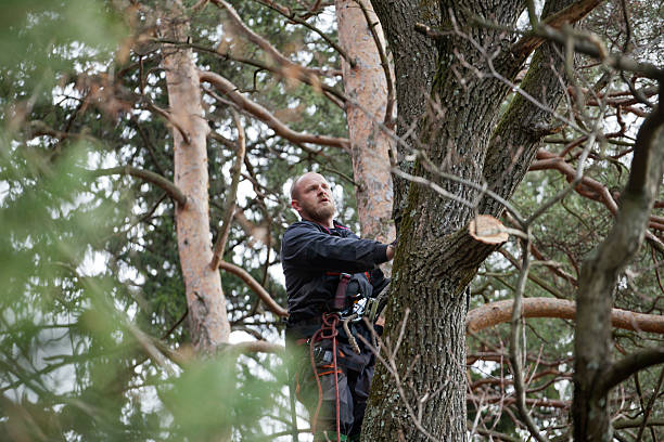 Best Lawn Pest Prevention  in Aberdeen, WA