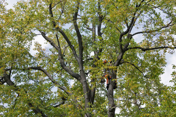 Best Fruit Tree Pruning  in Aberdeen, WA